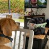 Images de profil de Elyne - Blooming Pets - Petsitting et garde d'animaux à domicile