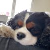 Images de profil de Elyne - Blooming Pets - Petsitting et garde d'animaux à domicile