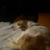 Images de profil de Elyne - Blooming Pets - Petsitting et garde d'animaux à domicile