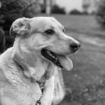 Pantoufle Mon Chien  Berger Belge Malinois Mâle stérilisé - Garde d'animaux à domicile
