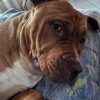 Images de profil de Naila - Blooming Pets - Petsitting et garde d'animaux à domicile