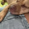 Images de profil de Naila - Blooming Pets - Petsitting et garde d'animaux à domicile