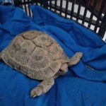 Franklin Ma Tortue  Africaine à Éperon Mâle - Garde d'animaux à domicile