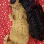 Max Mon Chat  Européen Mâle stérilisé - Garde d'animaux à domicile