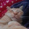 Images de profil de Nancie - Blooming Pets - Petsitting et garde d'animaux à domicile
