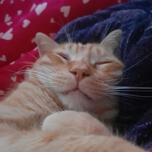 Images de profil de Nancie - Blooming Pets - Petsitting et garde d'animaux à domicile