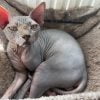 Zohra - Blooming Pets - Petsitting et garde d'animaux à domicile