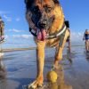 Zohra - Blooming Pets - Petsitting et garde d'animaux à domicile