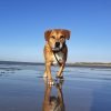 Zohra - Blooming Pets - Petsitting et garde d'animaux à domicile
