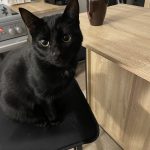 Tyka Mon Chat  Européen Mâle - Garde d'animaux à domicile