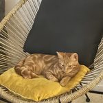 Noisette Mon Chat  Européen Mâle - Garde d'animaux à domicile