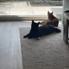 Images de profil de nell - Blooming Pets - Petsitting et garde d'animaux à domicile