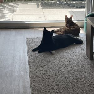 Images de profil de nell - Blooming Pets - Petsitting et garde d'animaux à domicile