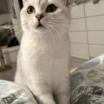 Yourri Mon Chat  British Shorthair Femelle - Garde d'animaux à domicile