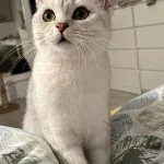 Yourri Yourri Mon Chat British Shorthair Femelle - Garde d'animaux à domicile