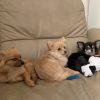 Images de profil de Nilasha - Blooming Pets - Petsitting et garde d'animaux à domicile