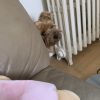 Images de profil de Nilasha - Blooming Pets - Petsitting et garde d'animaux à domicile
