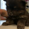 Images de profil de Nilasha - Blooming Pets - Petsitting et garde d'animaux à domicile