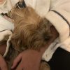 Images de profil de Nilasha - Blooming Pets - Petsitting et garde d'animaux à domicile