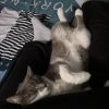 Images de profil de Nina - Blooming Pets - Petsitting et garde d'animaux à domicile