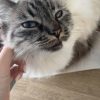 Images de profil de Nina - Blooming Pets - Petsitting et garde d'animaux à domicile