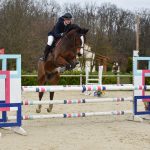Golden Mon Cheval  Selle Français Hongre - Garde d'animaux à domicile