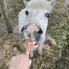 Images de profil de Nina - Blooming Pets - Petsitting et garde d'animaux à domicile