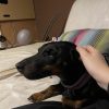 Images de profil de Nina - Blooming Pets - Petsitting et garde d'animaux à domicile
