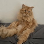Oyen Mon Chat  Maine Coon Femelle - Garde d'animaux à domicile