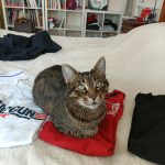 Titou Mon Chat  Européen Mâle - Garde d'animaux à domicile