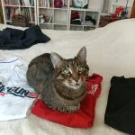 Titou Mon Chat  Européen Mâle - Garde d'animaux à domicile