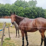 Guyano Mon Cheval  AQPS Hongre - Garde d'animaux à domicile