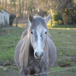 Yoko Mon Poney  Origine Non Constatée (ONC) Femelle - Garde d'animaux à domicile