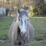 Yoko Mon Poney  Origine Non Constatée (ONC) Femelle - Garde d'animaux à domicile