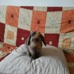 Kyo Mon Lapin  Bélier nain Femelle - Garde d'animaux à domicile