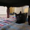 Images de profil de Noah - Blooming Pets - Petsitting et garde d'animaux à domicile