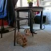 Images de profil de Noah - Blooming Pets - Petsitting et garde d'animaux à domicile