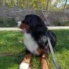 Images de profil de Noah - Blooming Pets - Petsitting et garde d'animaux à domicile