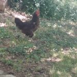 Cocotte Ma Poule  Gauloise Femelle - Garde d'animaux à domicile