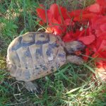 Paulette Ma Tortue  De Hermann Mâle - Garde d'animaux à domicile