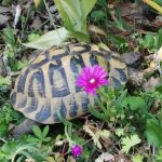 Lucette Ma Tortue  De Hermann Femelle - Garde d'animaux à domicile