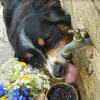 Images de profil de Noélie - Blooming Pets - Petsitting et garde d'animaux à domicile