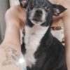 Images de profil de Noélie - Blooming Pets - Petsitting et garde d'animaux à domicile