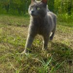 Grizouille Mon Chat  Chartreux Femelle - Garde d'animaux à domicile