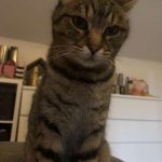 Pepsy Mon Chat  Européen Femelle - Garde d'animaux à domicile