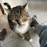 KitKat KitKat Mon Chat Toyger Femelle - Garde d'animaux à domicile