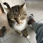 KitKat Mon Chat  Toyger Femelle - Garde d'animaux à domicile
