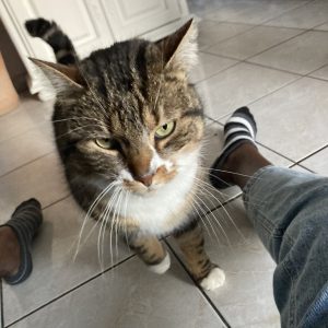 KitKat