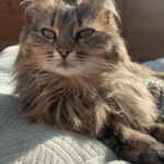 Chouquette Mon Chat  Maine Coon Femelle stérilisée - Garde d'animaux à domicile