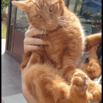 Ginger Mon Chat  Européen Mâle stérilisé - Garde d'animaux à domicile